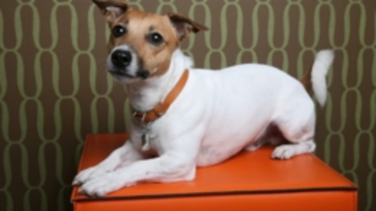 How To Groom A Jack Russell Terrier Dogappy