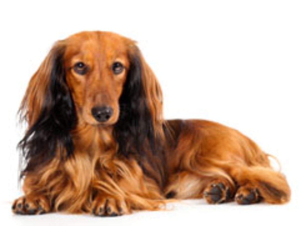 Long Haired Dachshund Grooming Tips Dogappy
