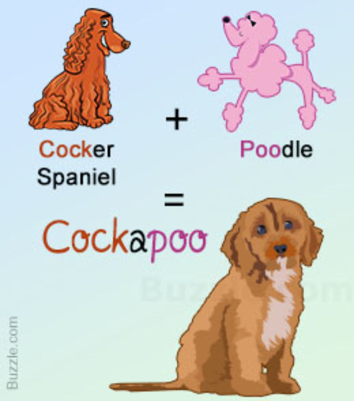 Interesting Facts About The Cockapoo Dog Breed Dogappy