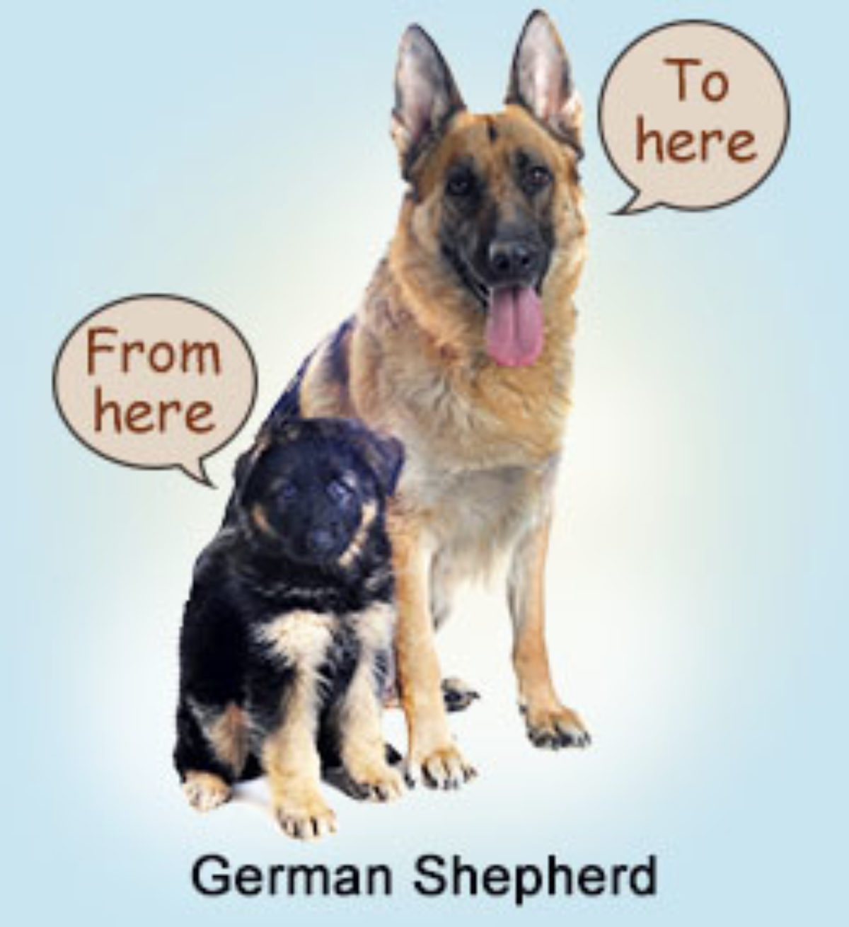 Chart To Measure Growth Rate Of Your German Shepherd Dogappy