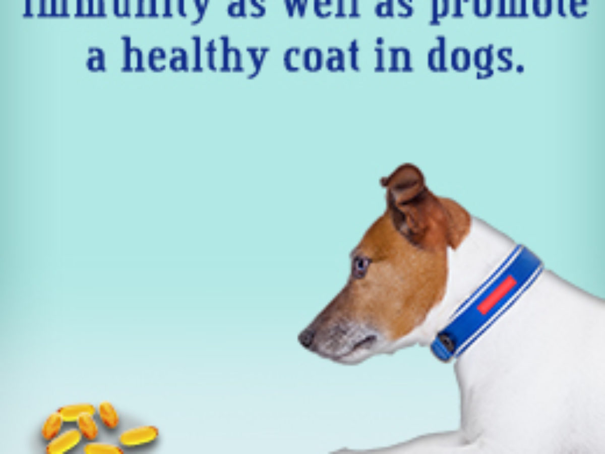 does vitamin e help dogs dry skin