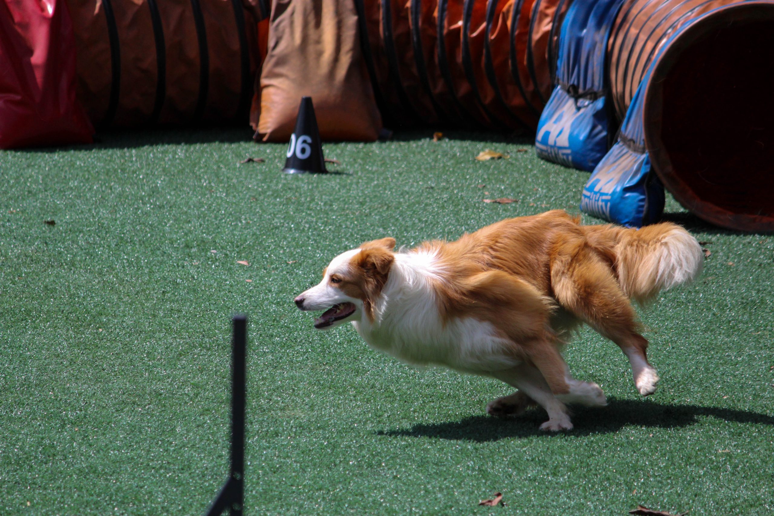How Much Exercise Should Your Pup Get? DogAppy