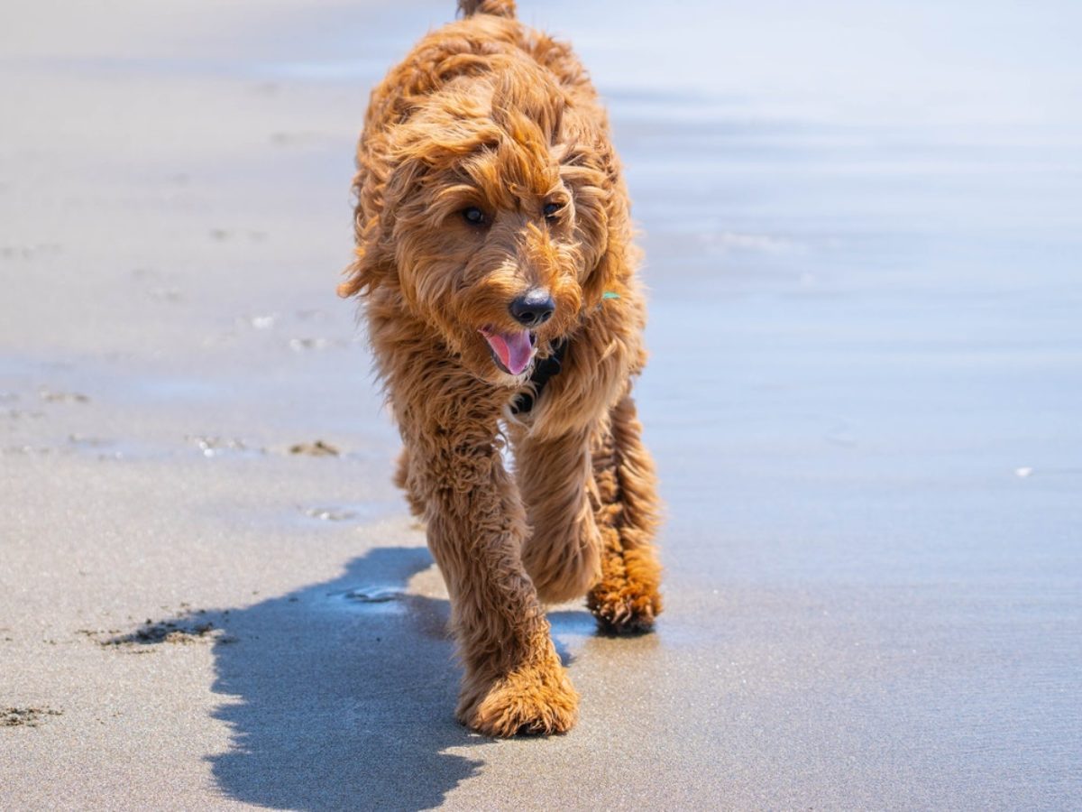 The Best Puppy Cut Goldendoodle Hair Styles For Your Dog