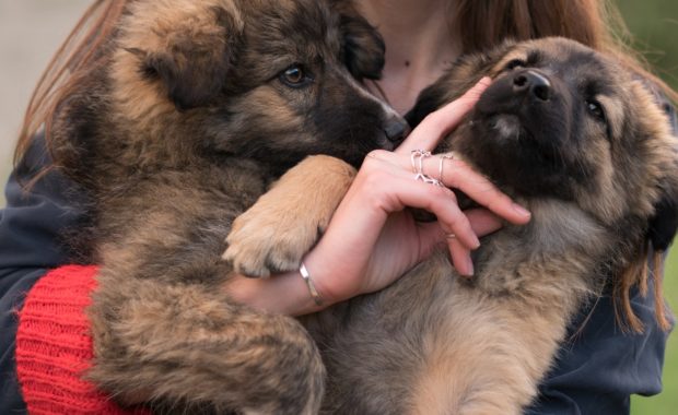How much to feed a german shepherd puppy?