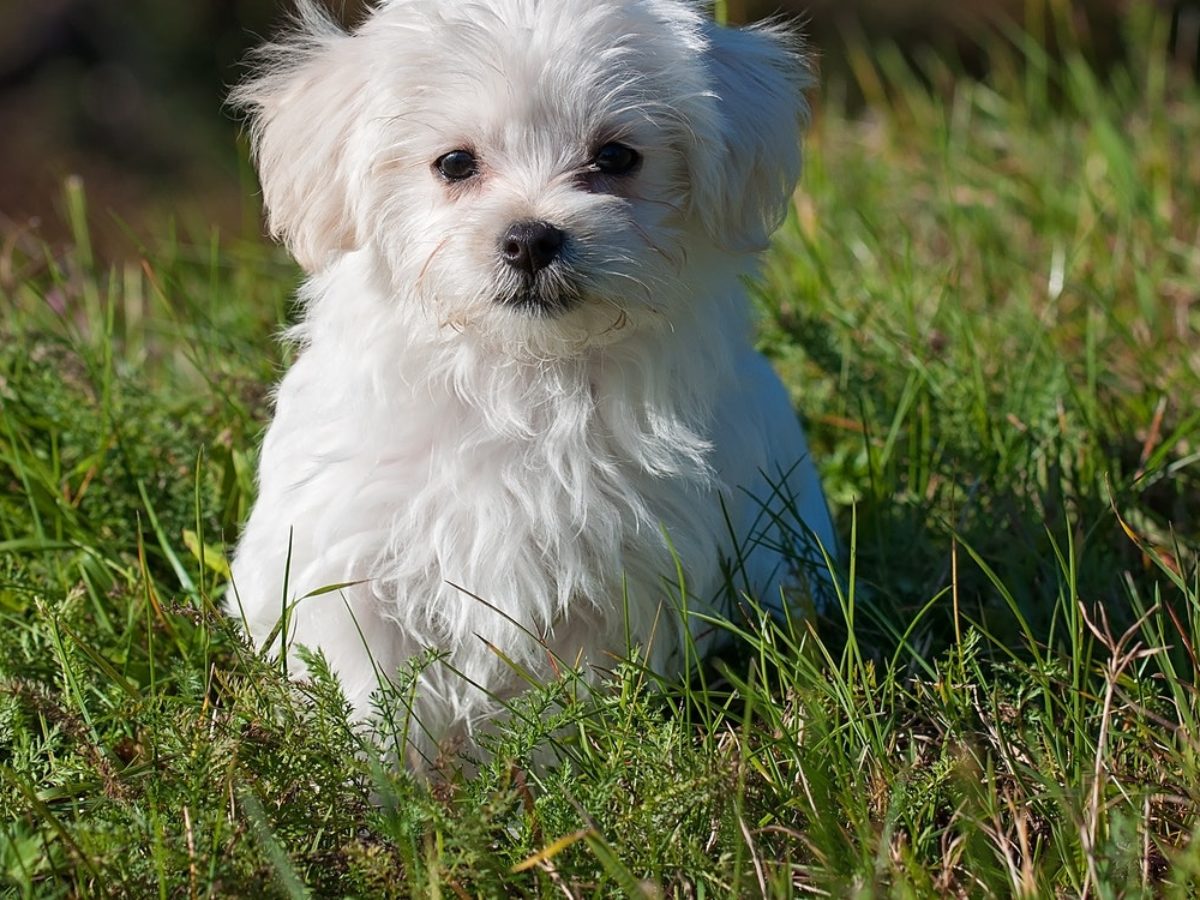 Puppy Cut Maltese Edition: 5 Best Hairstyles for the Maltese