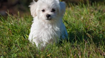 With a good puppy cut Maltese dogs are beautiful