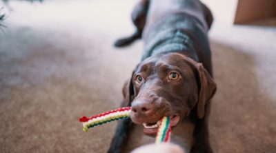 Dog toys are a great way to bond with your pup.