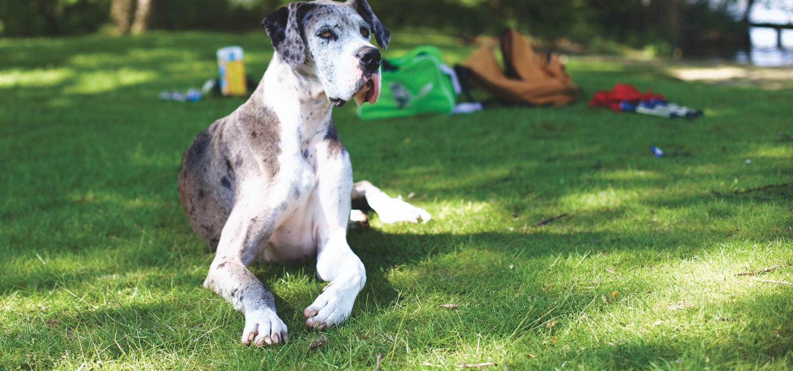 what are the rules for keeping a great dane in montserrat