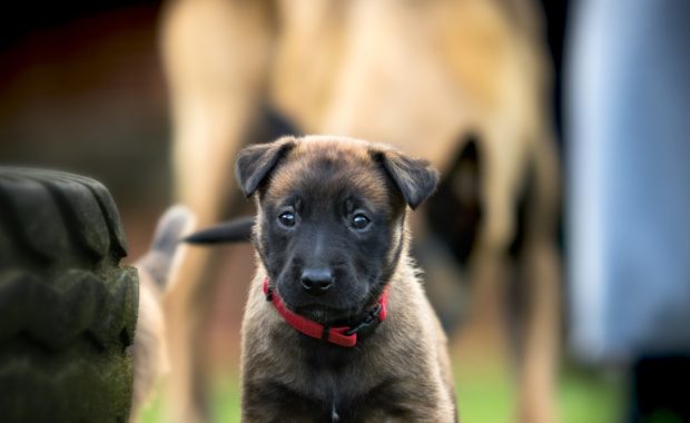 Cute puppy German Shepherd