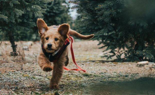 Goldendoodle running through a forest