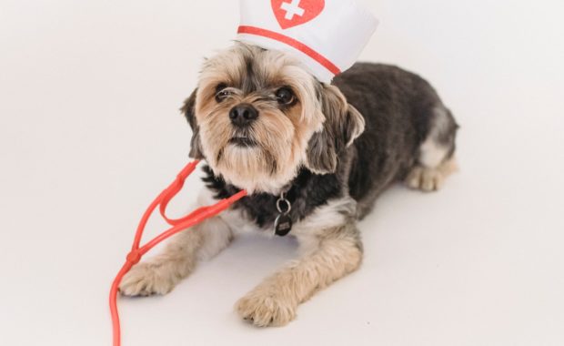 dog wearing nurse hat