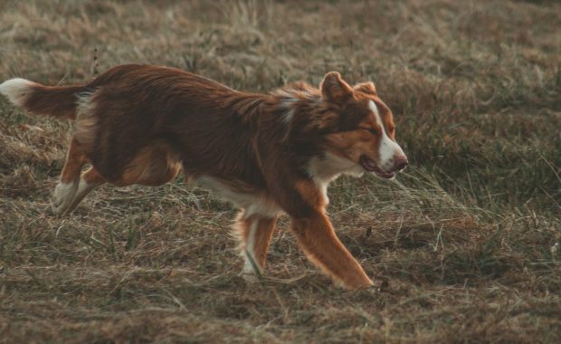 dog running in field