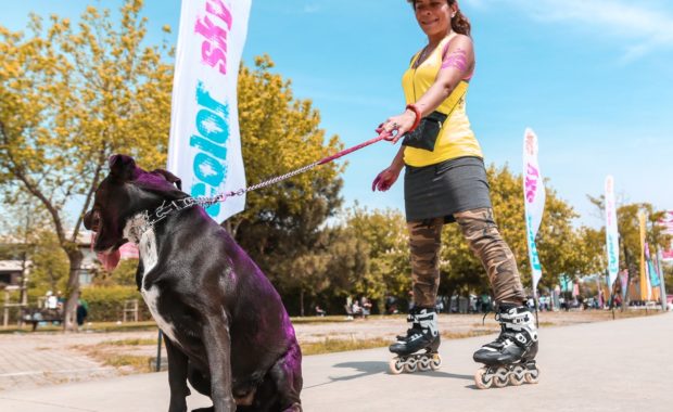 Athletic dog walking with lady on rollerblades
