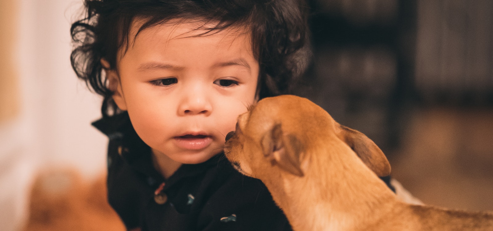 Puppy Belly Rash How to Diagnose & Get Rid of Itchy Rashes