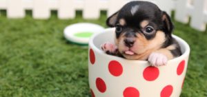 Small puppy in a tea cup