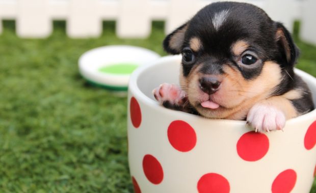 Small puppy in a tea cup
