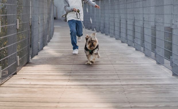 Funny looking dog running on a bridge