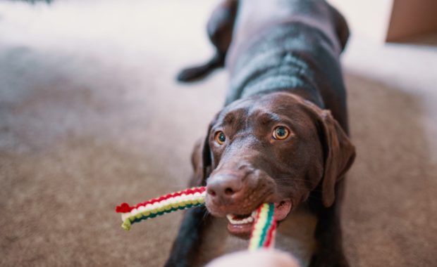 Dog chewing a toy